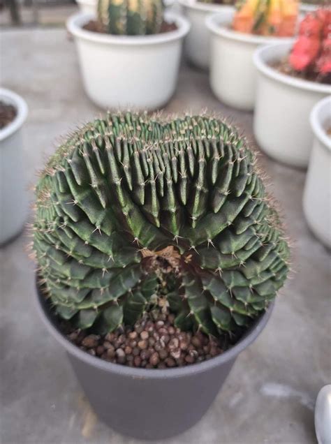 Gymnocalycium Lb Cristata Crested Furniture Home Living Gardening