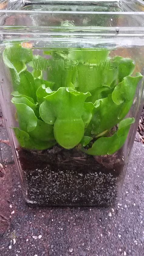 Pitcher plant terrarium and staghorn ferns - General Gardening ...