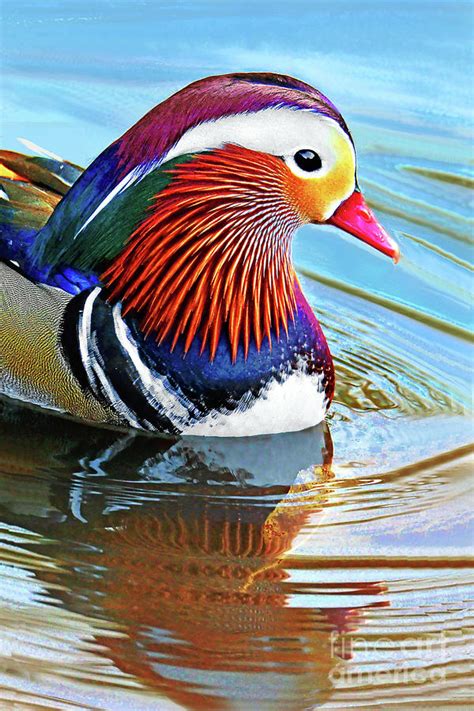 Mandarin Duck Portrait 4 Photograph By Regina Geoghan Fine Art America