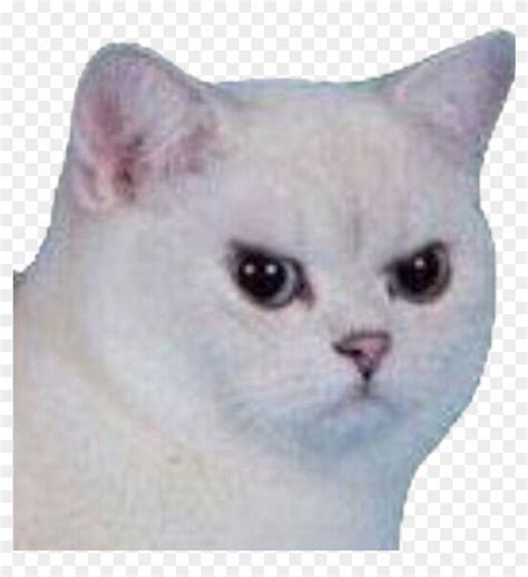 Download #cat #angry #angrycat #meme #funny #sad #white #whitecat Clipart Png Download - PikPng