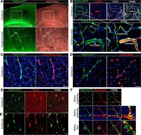 Cd B Pdgfrb Antibody Biotin