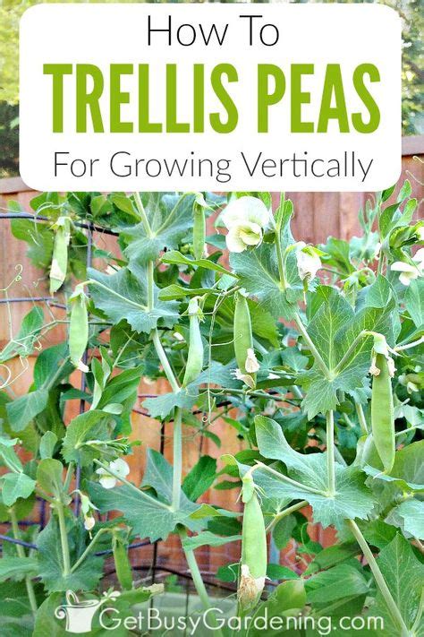 How To Trellis Peas In Your Garden Growing Peas Pea Trellis Growing Vegetables