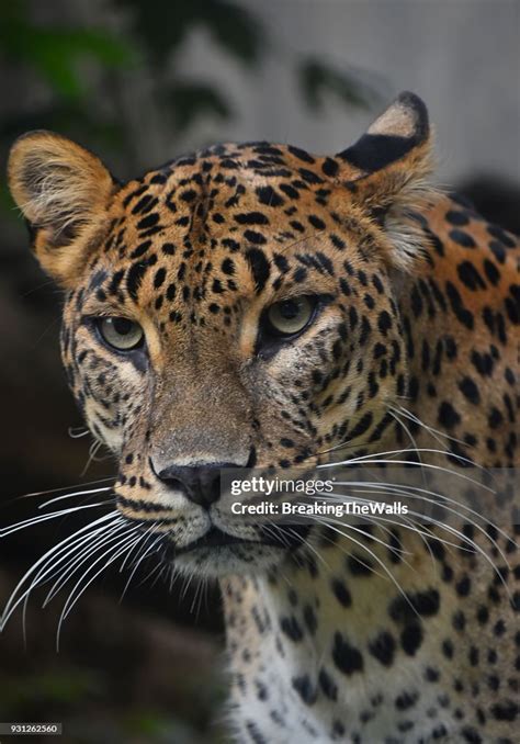 Closeup Of Leopard High-Res Stock Photo - Getty Images