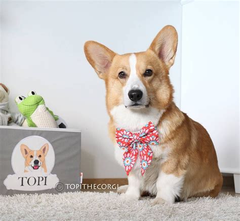 2613 Likes 28 Comments Topi The Corgi Topithecorgi On Instagram