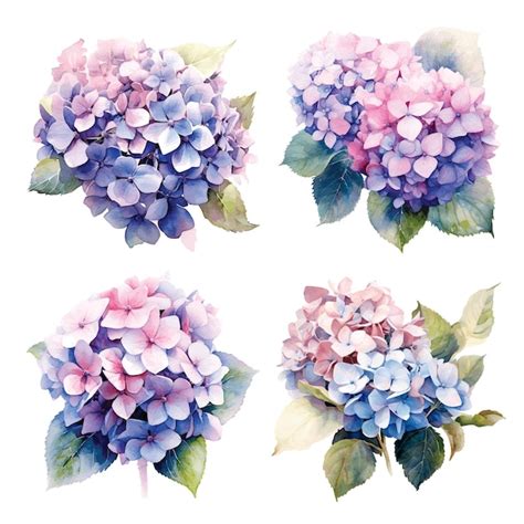 Premium Vector Hydrangea Flowers Set Watercolor Botanical Illustration