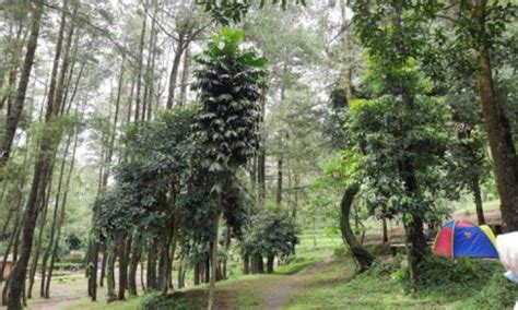 Curug Putri Palutungan Pesona Air Terjun Eksotis Nan Alami Di Kuningan