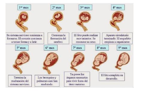 Etapas Del Embarazo Por Mes Docx