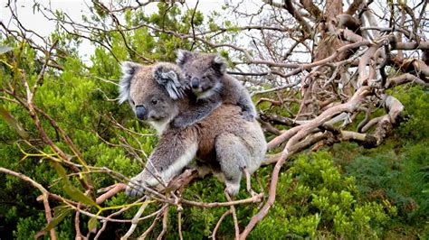 Koalas Are Now Endangered