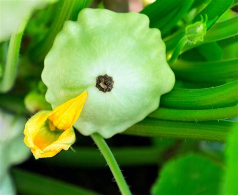 Premium Photo Pattypan Squash Plant Button Squash Flower Green