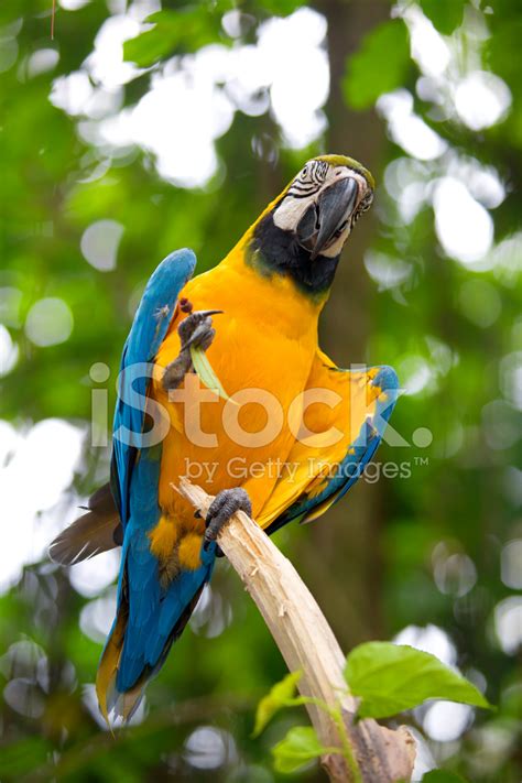 Wild Macaw Stock Photo | Royalty-Free | FreeImages