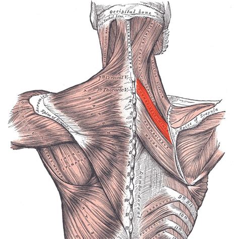 Rhomboid minor muscle | Golf Loopy - Play Your Golf Like a Champion