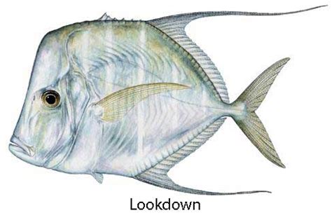 Lookdown Fish