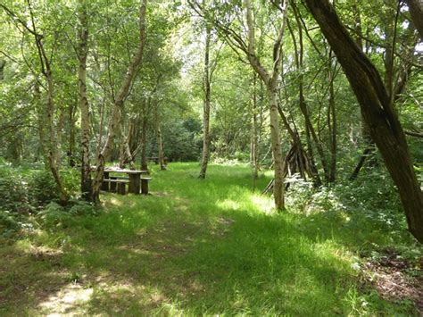 Small Woodland Clearing In Shapwick © Oliver Dixon Geograph