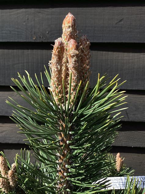 Pinus Mugo La Cabana La Cabana Mugo Pine 100 120cm 25lt Arundel