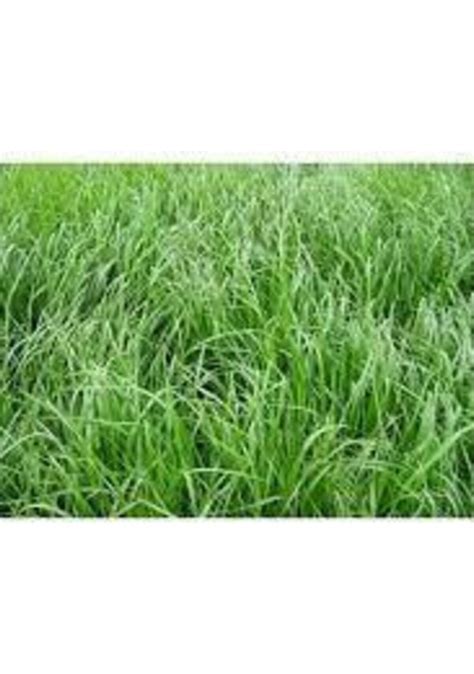 Teff Grass Yazl K S R Otu Tohumu Kg Fiyatlar Ve Zellikleri