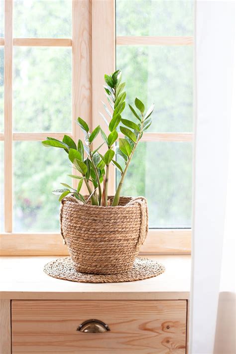 25 Best Indoor Plants to Liven Up Your Home