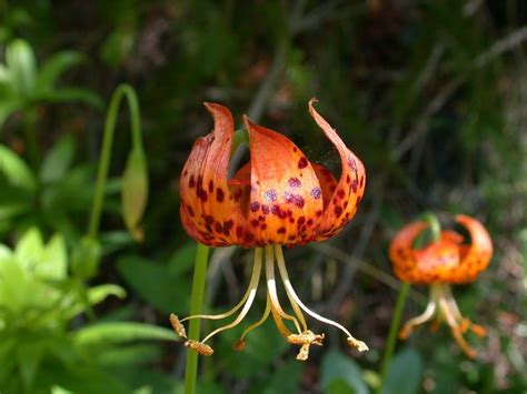 Calphotos Lilium Pardalinum Ssp Pardalinum Leopard Lily Lily