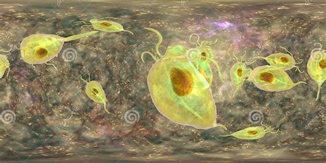 Trichomonas Vaginalis Protozoan 360 Degree Spherical Panorama Stock Illustration Illustration