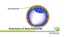 Functions of Zona Pellucida - biomadam