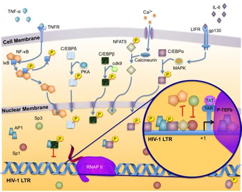 Regulation Of Hiv Transcription In Circulating Monocytes