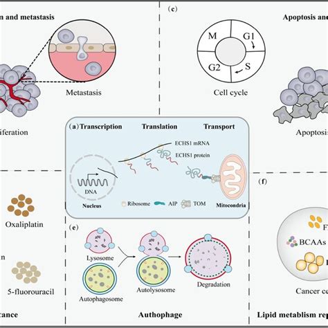 PDF Biological Role And Mechanism Of Lipid Metabolism Reprogramming