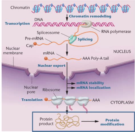 Gene Regulation In Eukaryote Flashcards Quizlet