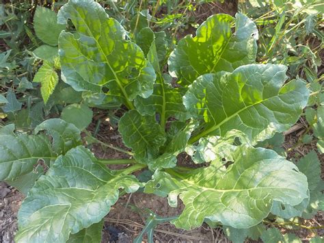 Rainbow Swiss Chard Seeds (Beta vulgaris) Swiss Chard Seeds