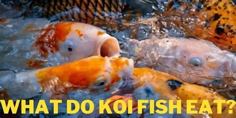 What Do Koi Fish Eat Food List And Feeding Tips