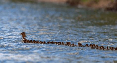 Anatra Super Mamma Con Anatroccoli Avvistata Su Un Lago