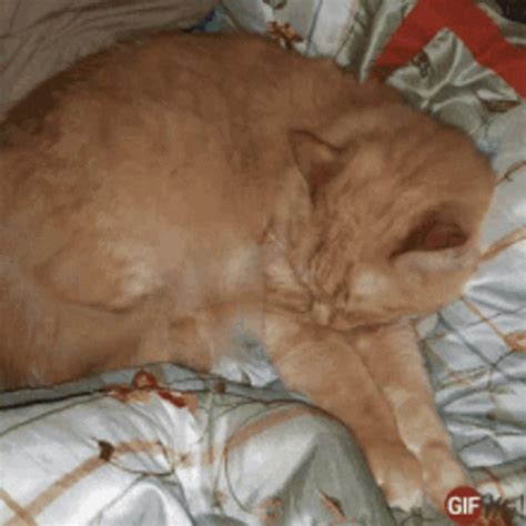 Pretty Kitty Cat GIF - Pretty Kitty Cat Sleep - Discover & Share GIFs