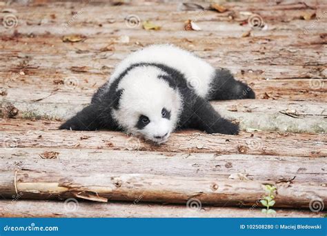 Picture of a Cute Giant Panda Baby Stock Photo - Image of giant, cute ...