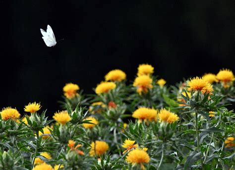 山形県の花「紅花」見ごろ ジブリ「おもひでぽろぽろ」の舞台で 写真特集311 毎日新聞