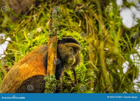 Macaco Dourado Cercopithecus Kandti Selvagem E Muito Raro Na Floresta