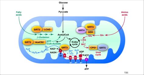 Mitochondria Energy Production And Exercise