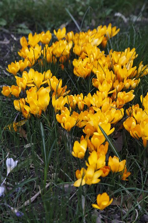 Crocus vernus Frühlings Krokus