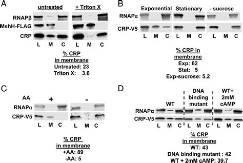 Sequestration Of A Dual Function DNA Binding Protein By Vibrio Cholerae