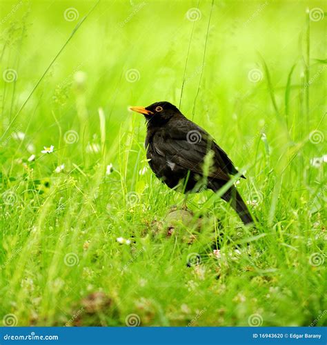 Black bird in the grass stock photo. Image of beak, black - 16943620