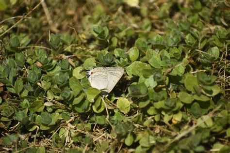 Common Guava Blue From Tamhini Maharashtra India On February 26 2023