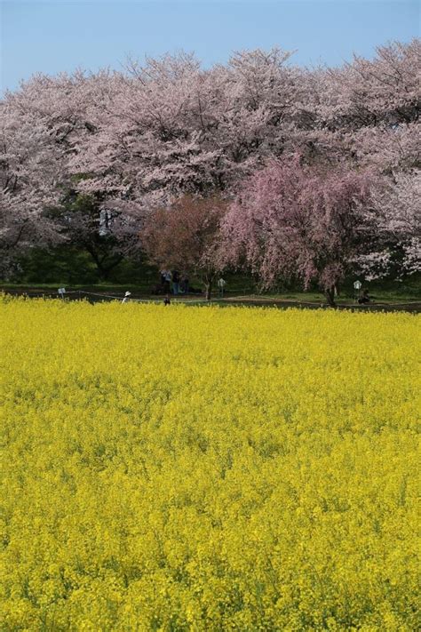 『どうにか間に合った 桜と菜の花の競演♪幸手権現堂桜堤＆川越』幸手・久喜・栗橋埼玉県の旅行記・ブログ By Heidi77さん【フォートラベル】