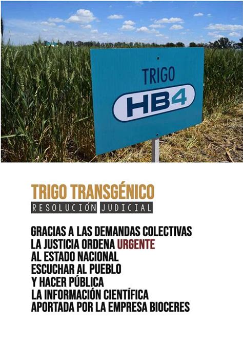 Trigo Transgénico Resolución Judicial Biodiversidad En América Latina