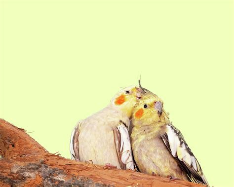 Australian Yellow Cockatiels Photograph by Michele Jackson | Fine Art ...