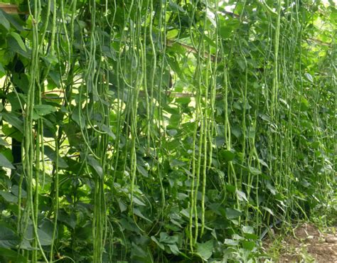 oriental yard long bean pole seeds  gmo asian garden seeds