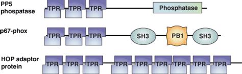 Tpr Protein Domain Cell Signaling Technology