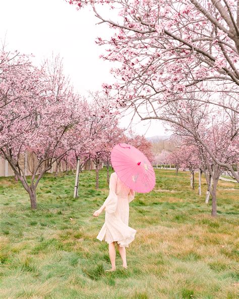 Cherry Blossom Festival Descanso Gardens 2018 | Fasci Garden