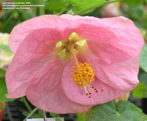 Plantfiles Pictures Abutilon Flowering Maple Bella Select Mix