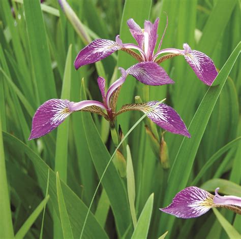 Iris versicolor - Van Berkum Nursery