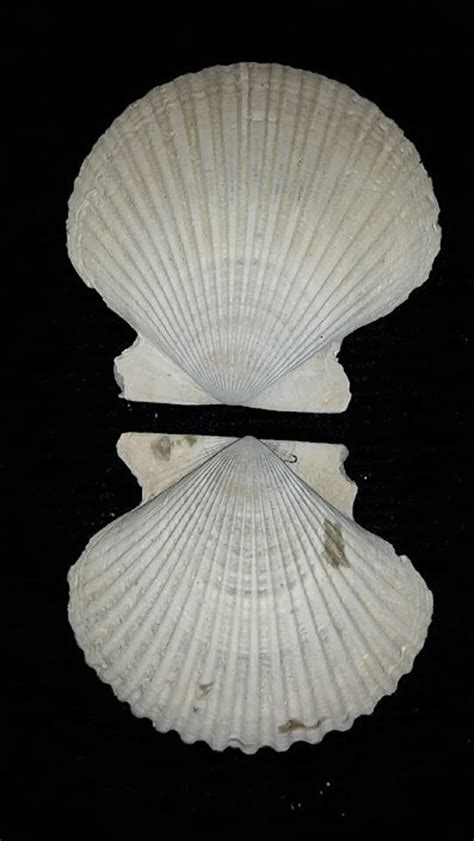 Fossil Fossilized Whole Both Halves Pectin Bivalve Sea Shell Etsy