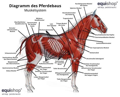 Körperbau und äussere also anatomie eines Pferdes 2022