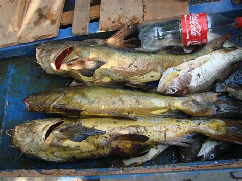 gambar ikan utik koleksi kekinian