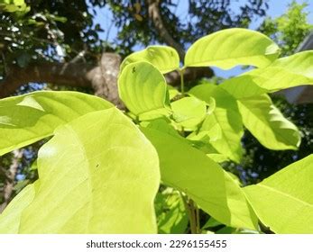 11,331 Rambutan Tree Leaves Images, Stock Photos & Vectors | Shutterstock